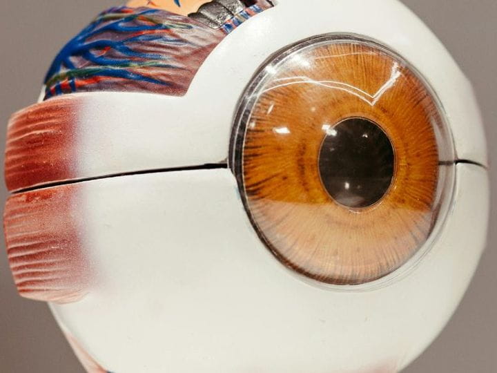 Nociones básicas sobre el funcionamiento de la visión